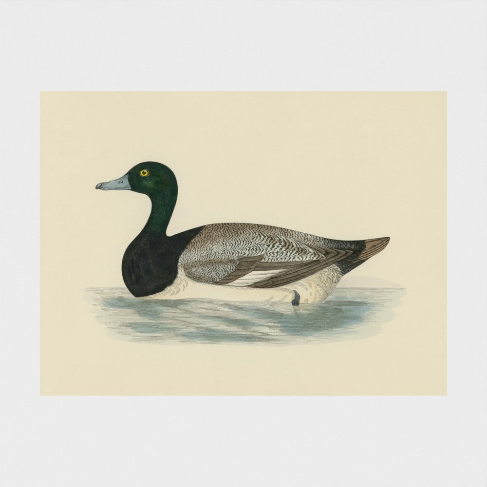 1870's Series Scaup Duck