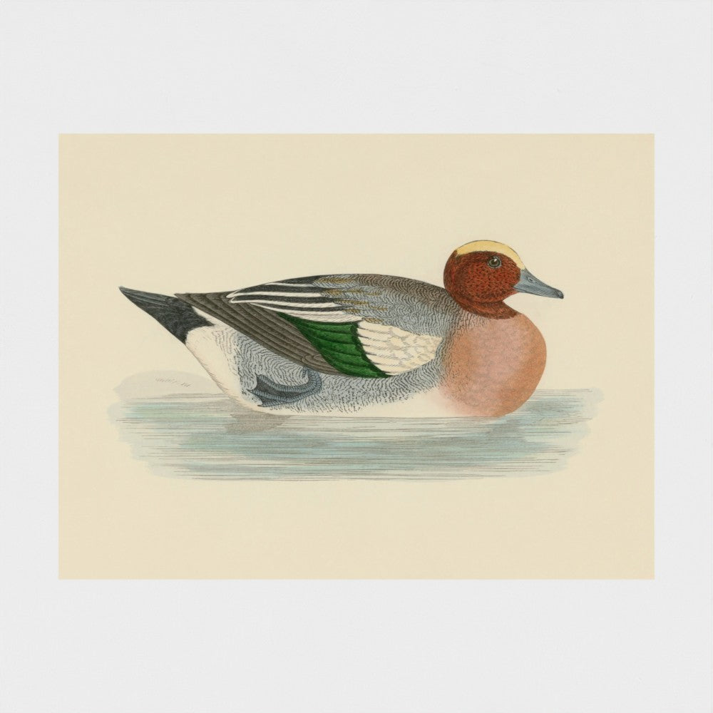 1870's Series Wigeon