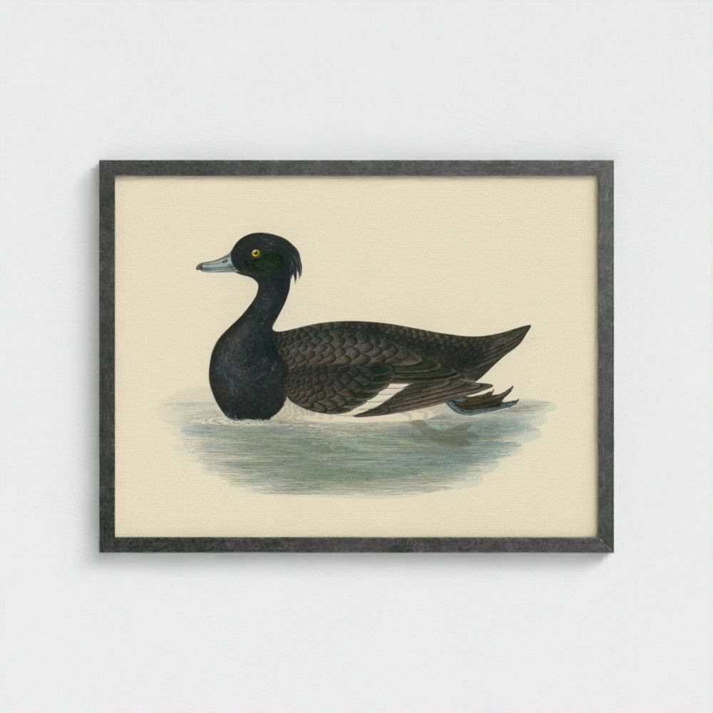 1870's Series Tufted Duck