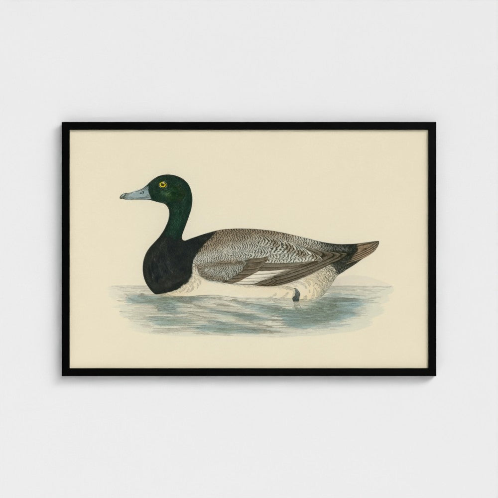 1870's Series Scaup Duck
