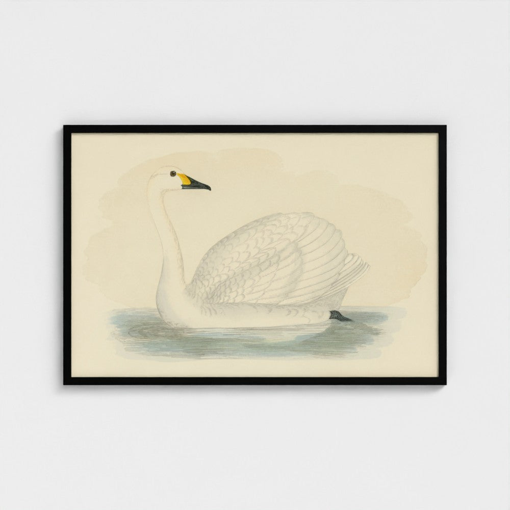 1870's Series Bewick's Swan
