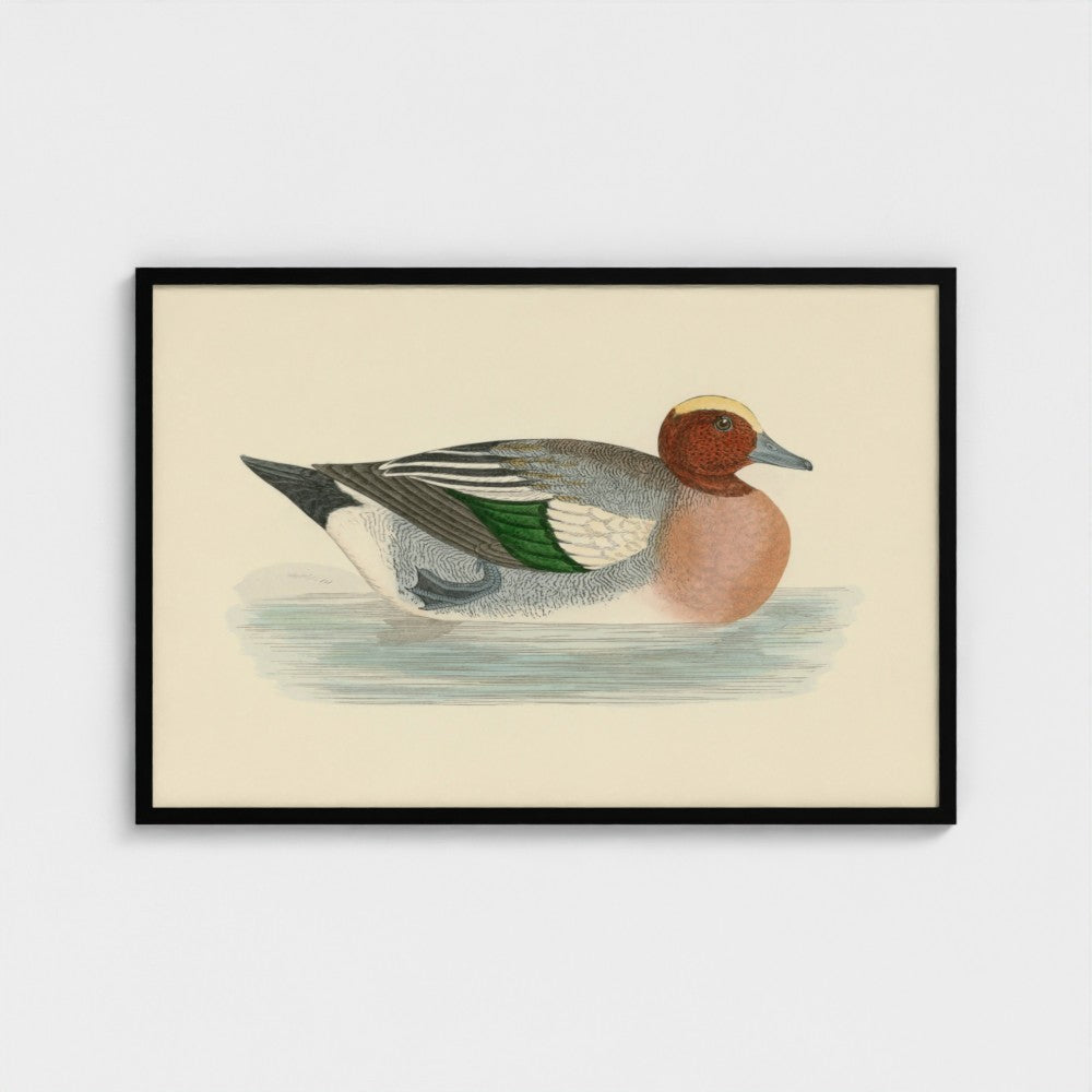1870's Series Wigeon