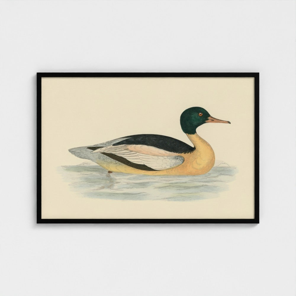 1870's Series Goosander Duck
