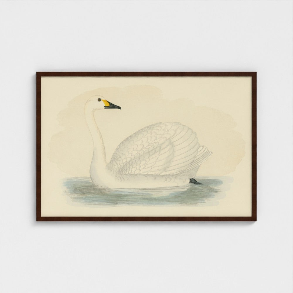 1870's Series Bewick's Swan