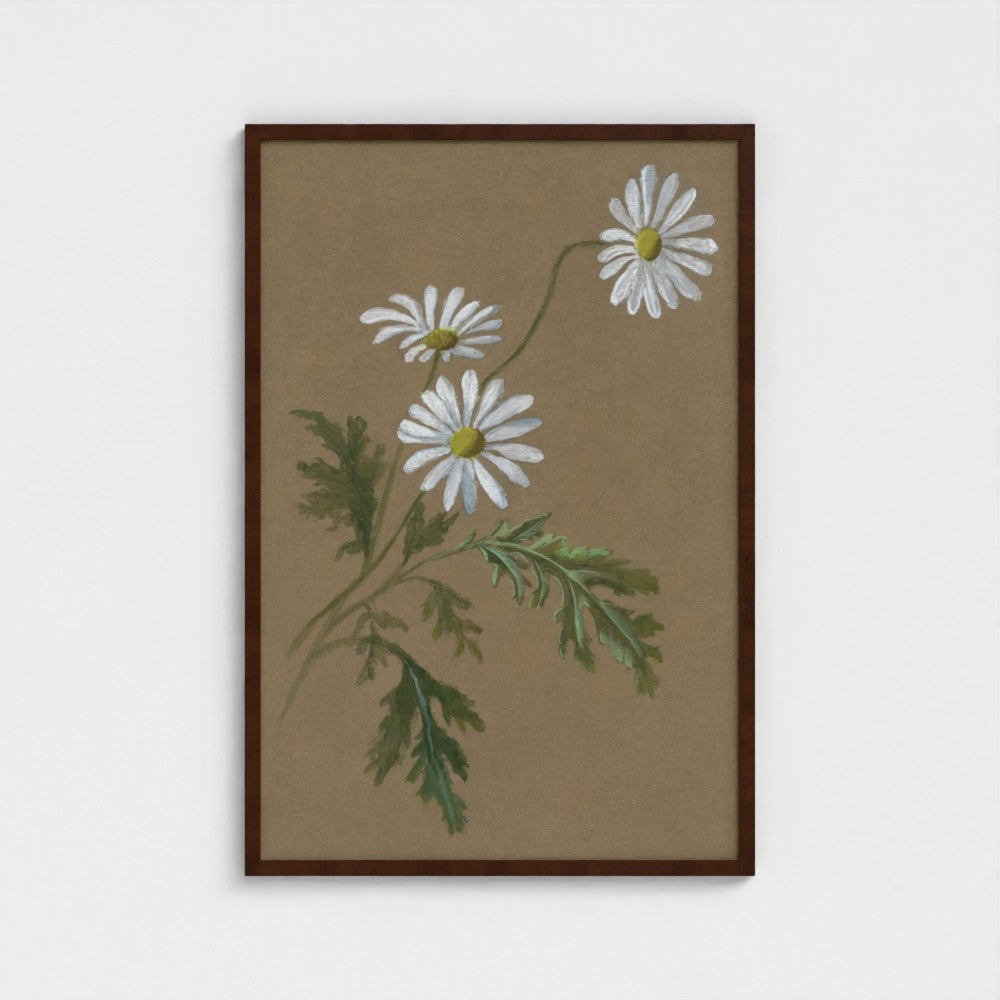 Daisy
