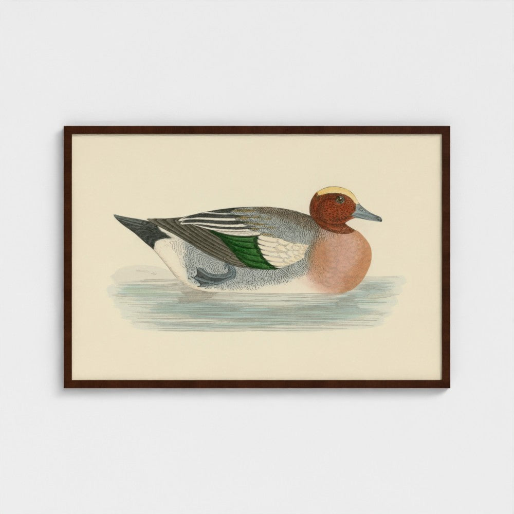 1870's Series Wigeon