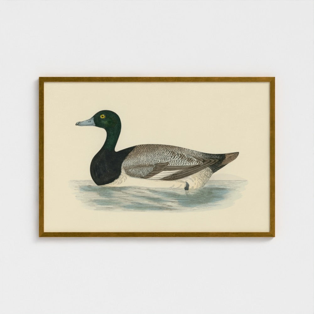 1870's Series Scaup Duck