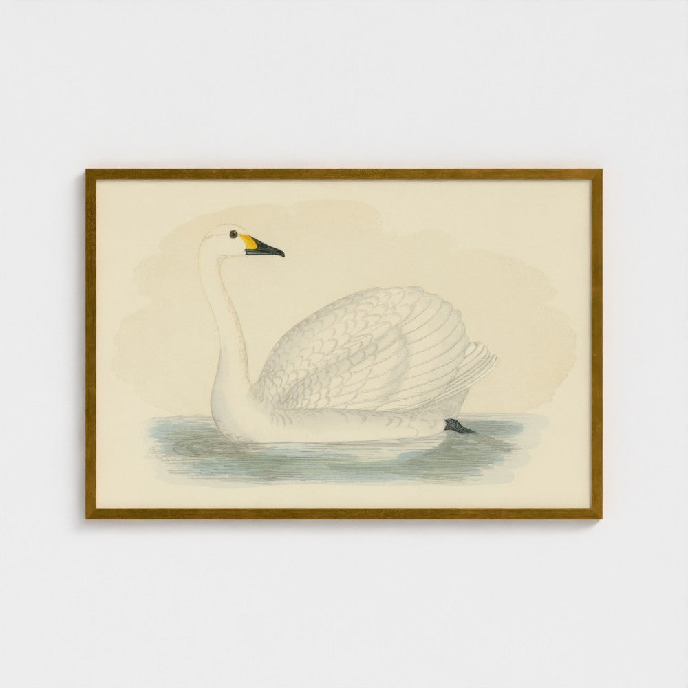 1870's Series Bewick's Swan