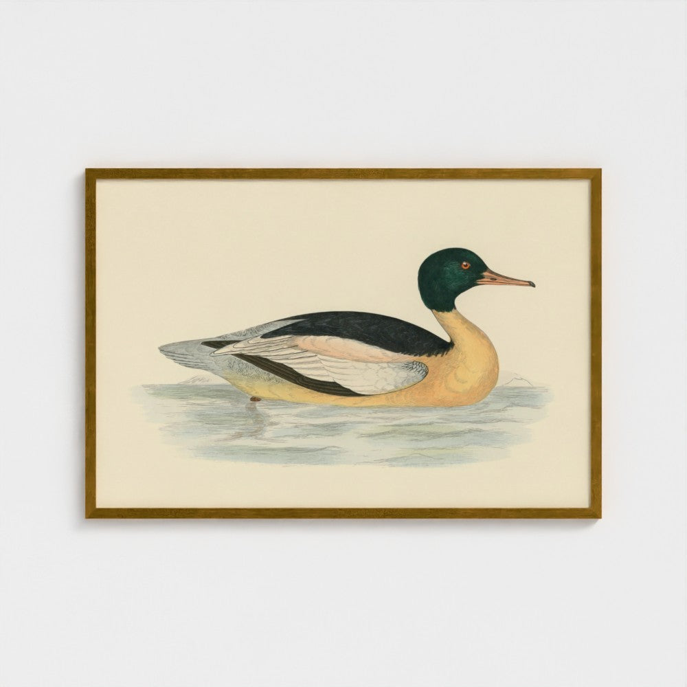 1870's Series Goosander Duck