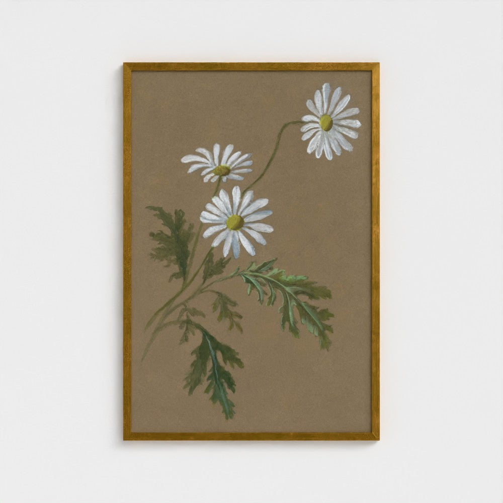 Daisy