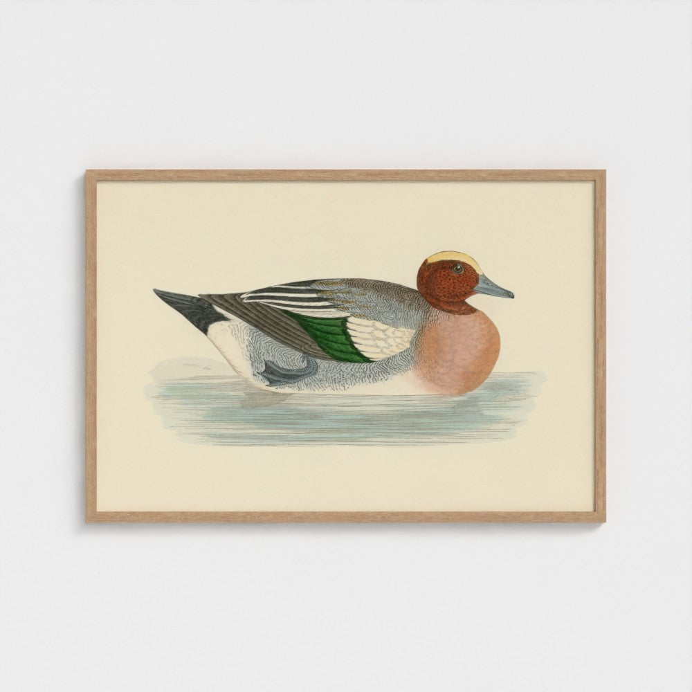 1870's Series Wigeon