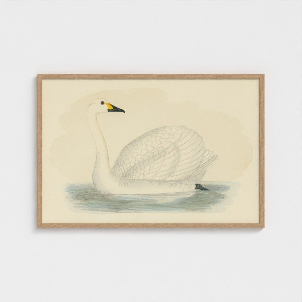 1870's Series Bewick's Swan