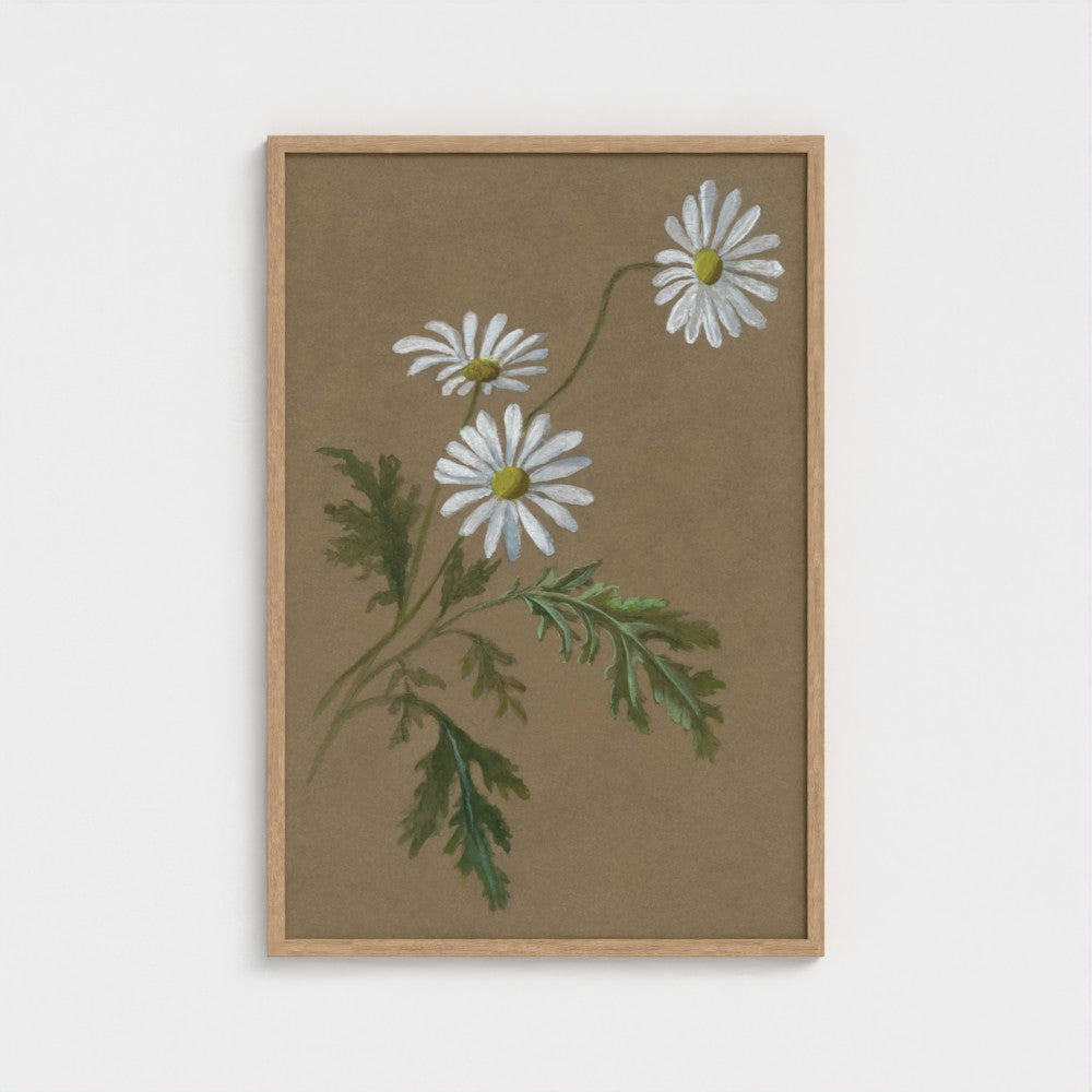 Daisy