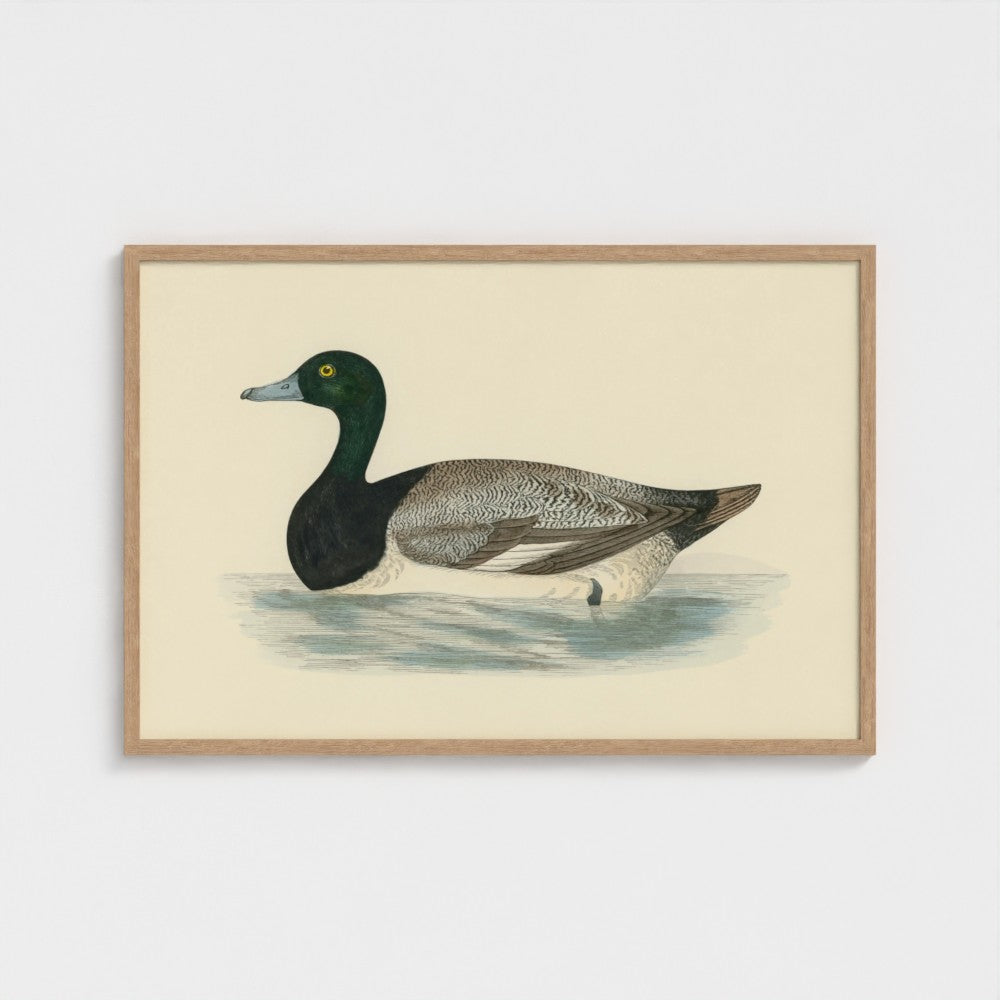 1870's Series Scaup Duck