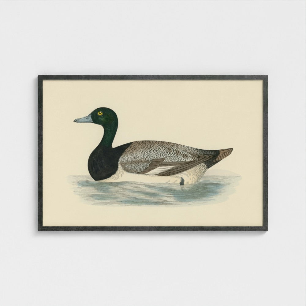 1870's Series Scaup Duck