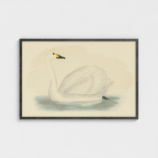 Bewick's Swan