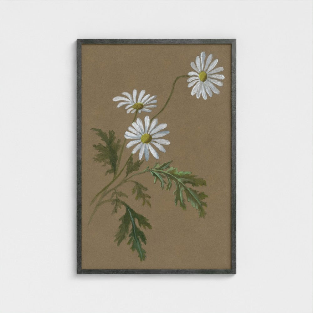 Daisy
