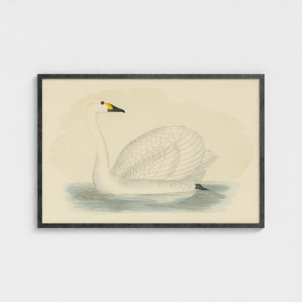 1870's Series Bewick's Swan