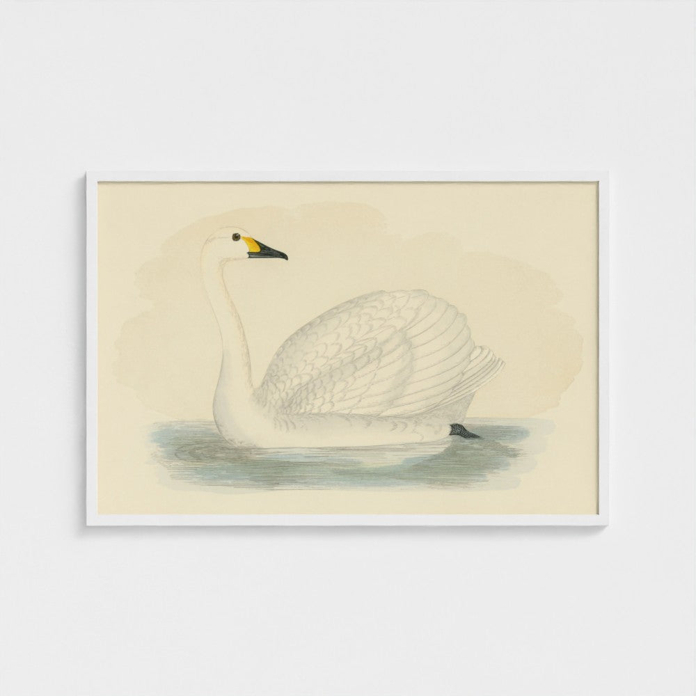1870's Series Bewick's Swan