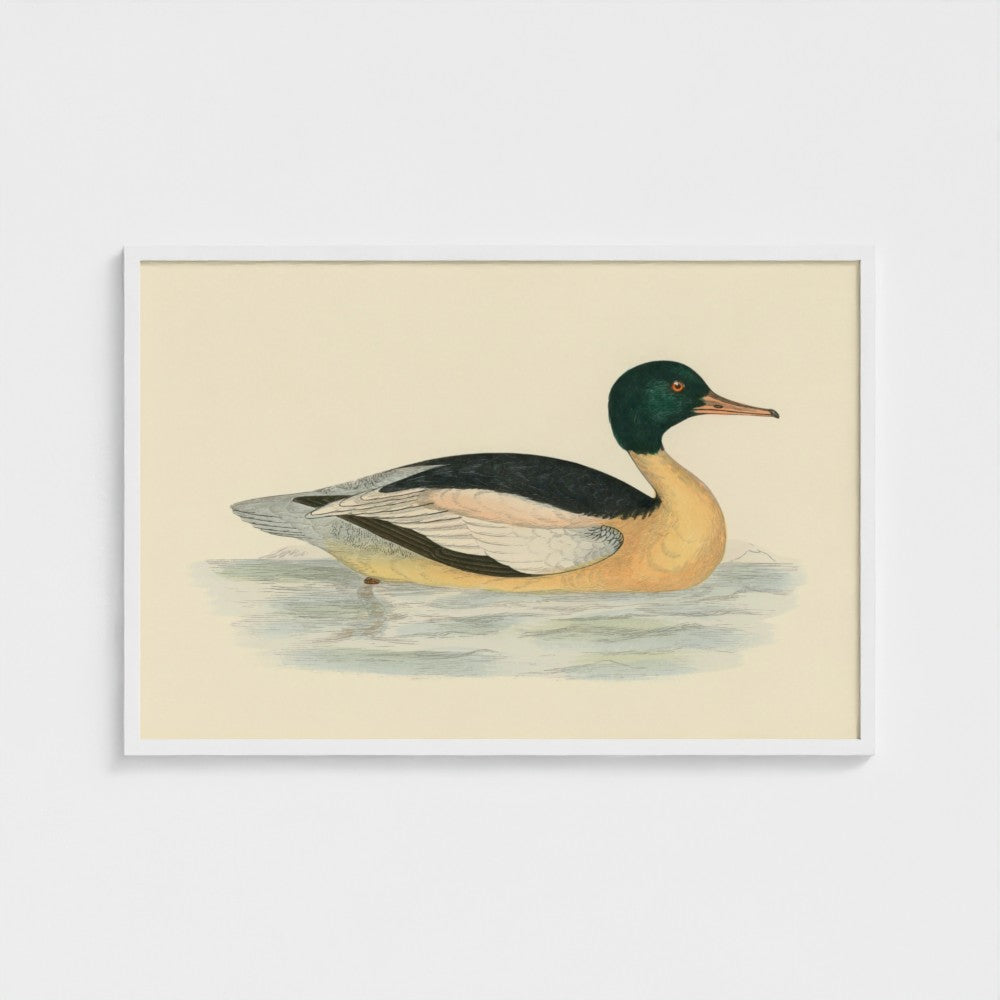 1870's Series Goosander Duck