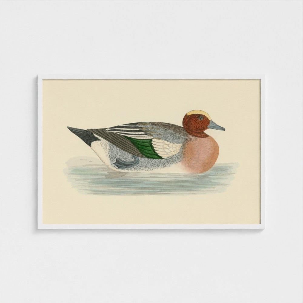 1870's Series Wigeon