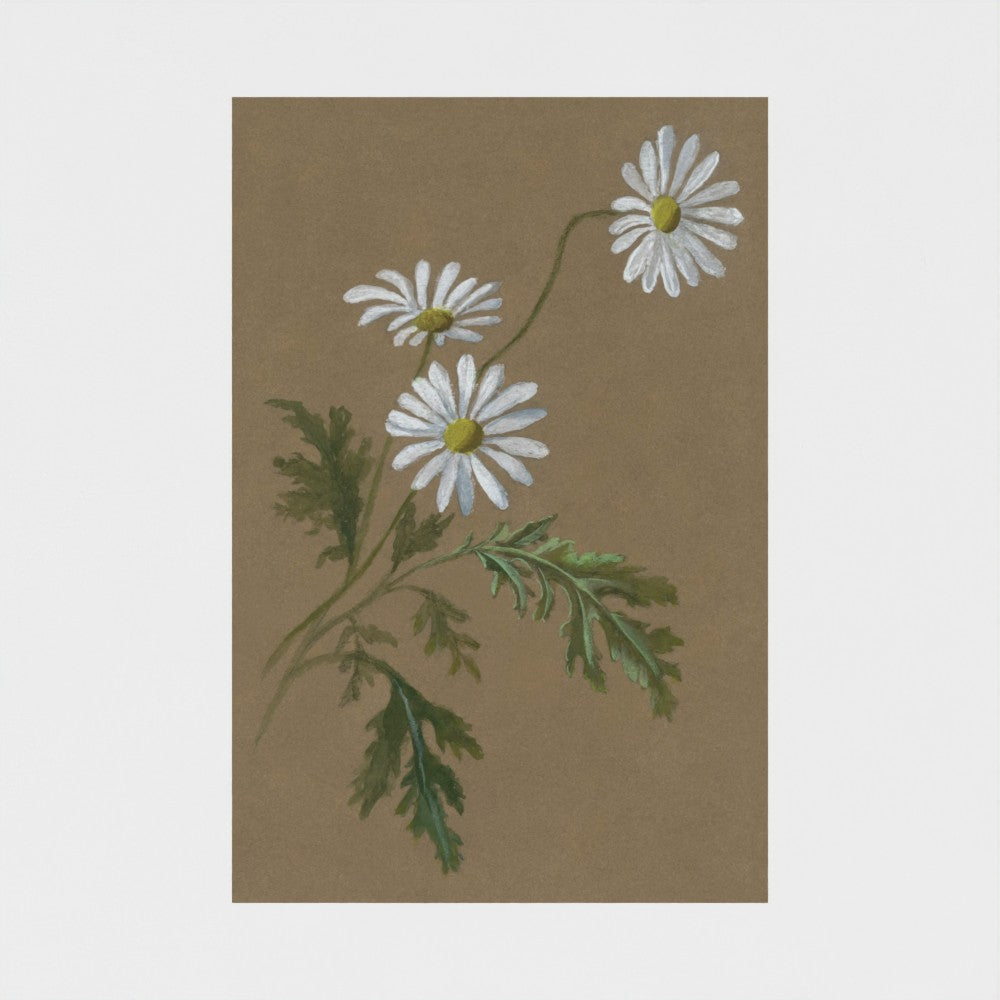 Daisy