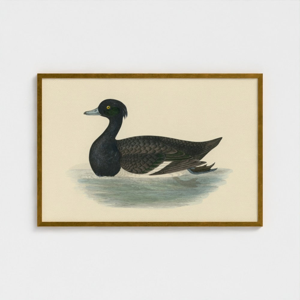 1870's Series Tufted Duck