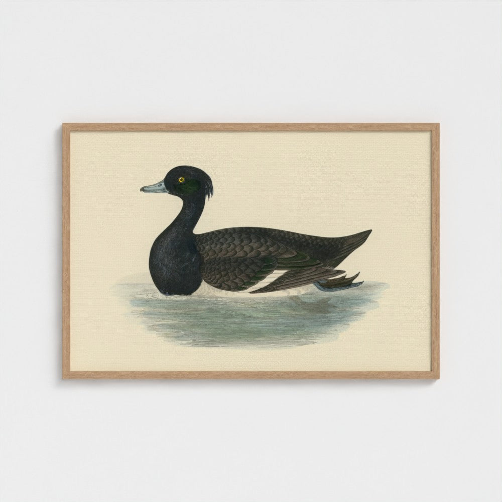 1870's Series Tufted Duck