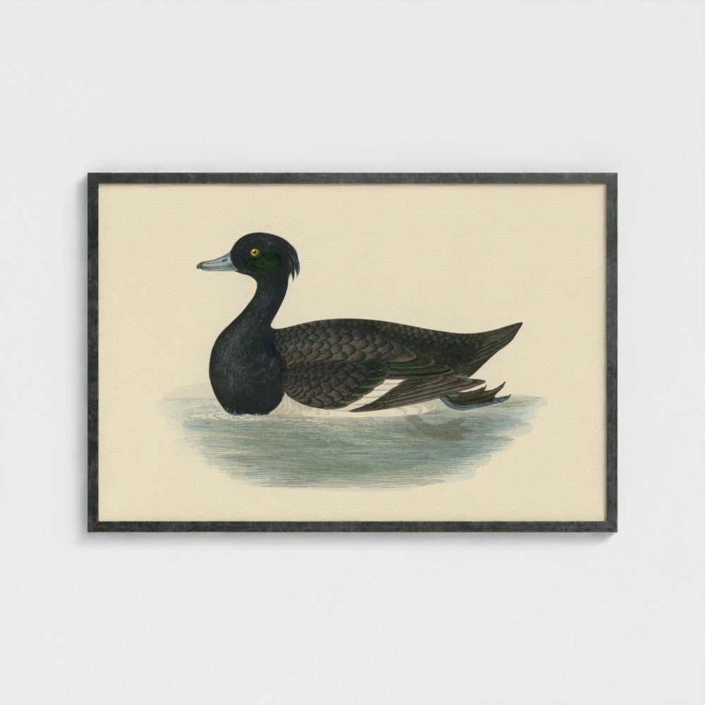1870's Series Tufted Duck