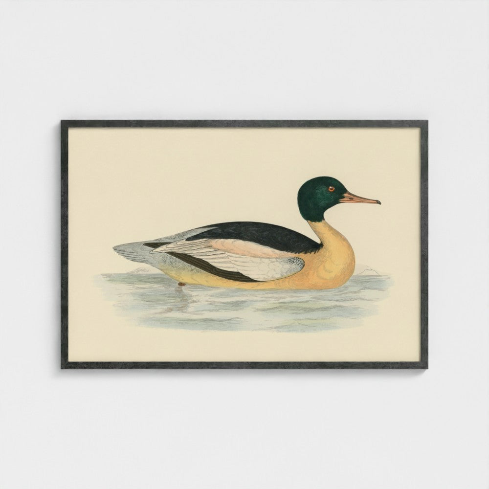 1870's Series Goosander Duck