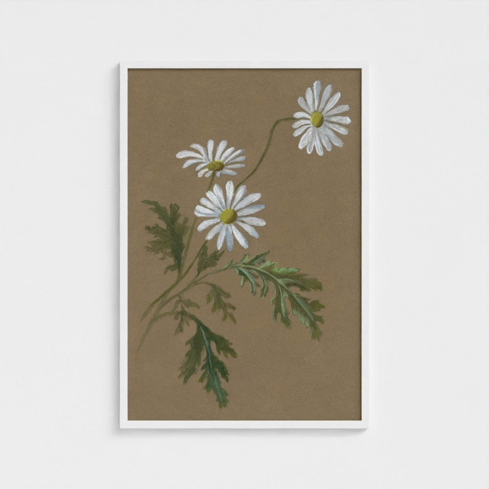 Daisy