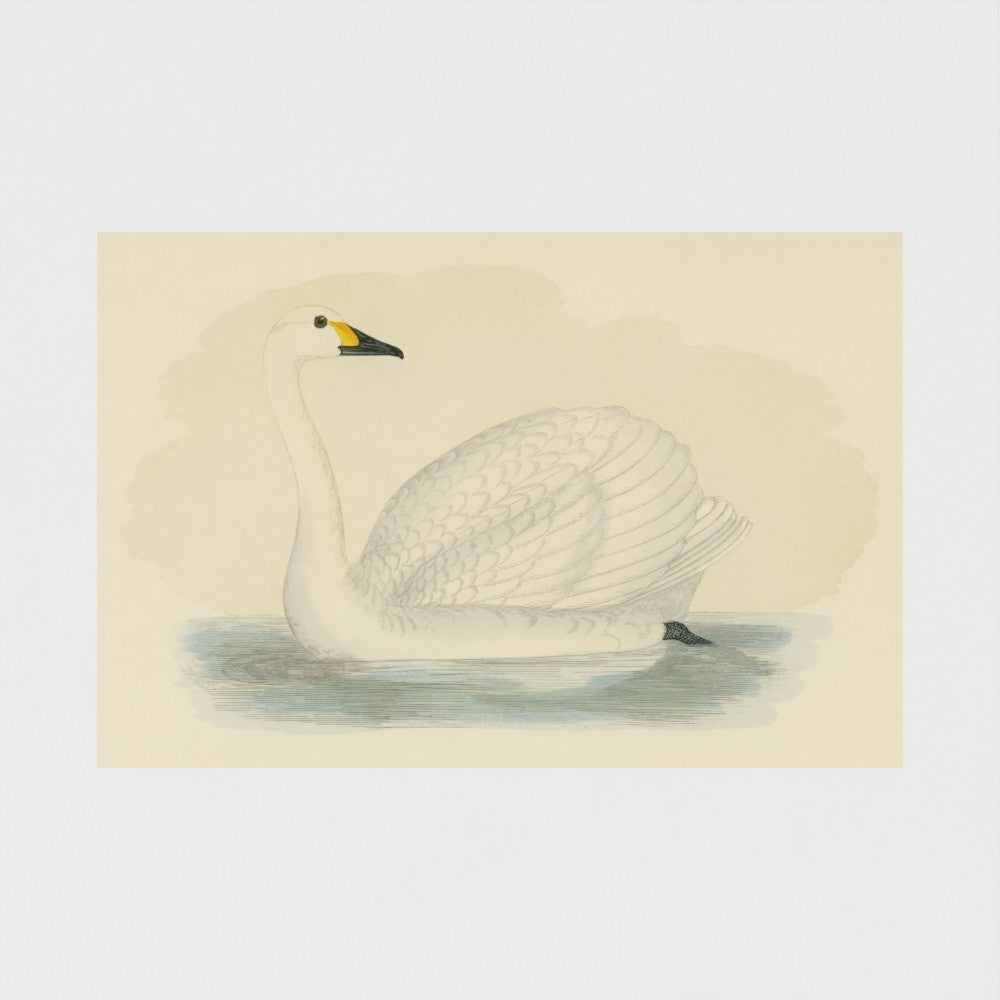 1870's Series Bewick's Swan