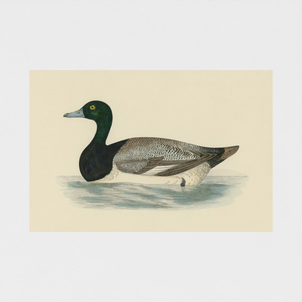 1870's Series Scaup Duck