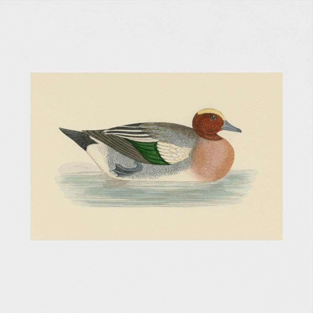 1870's Series Wigeon