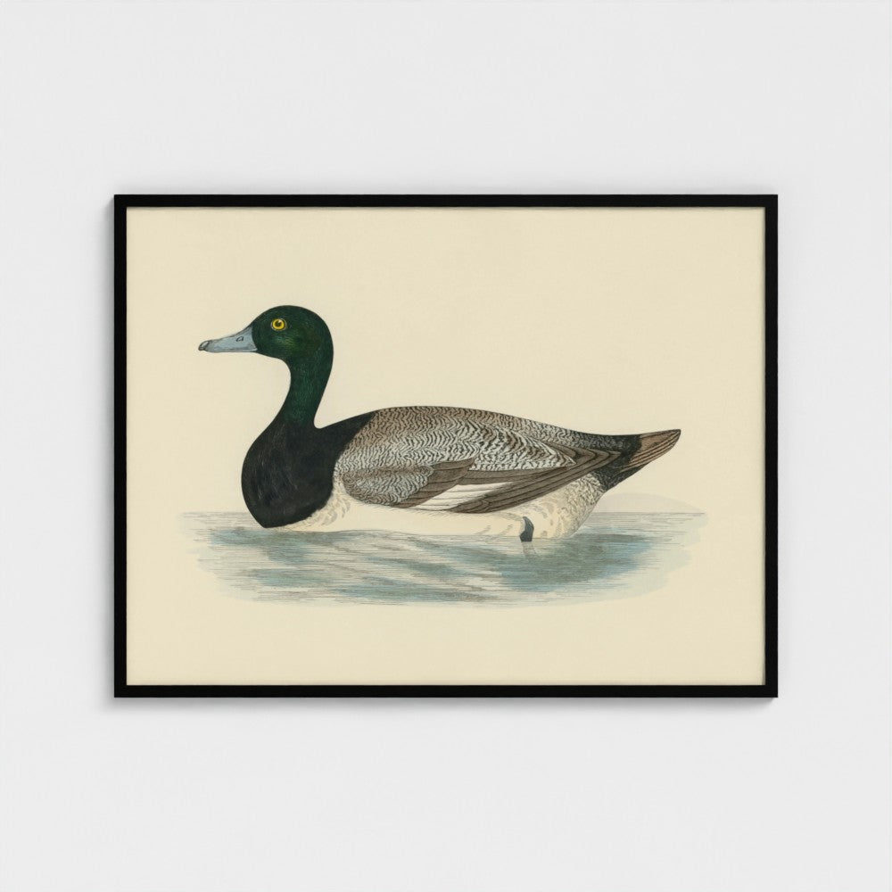1870's Series Scaup Duck