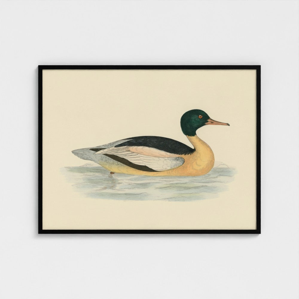 1870's Series Goosander Duck