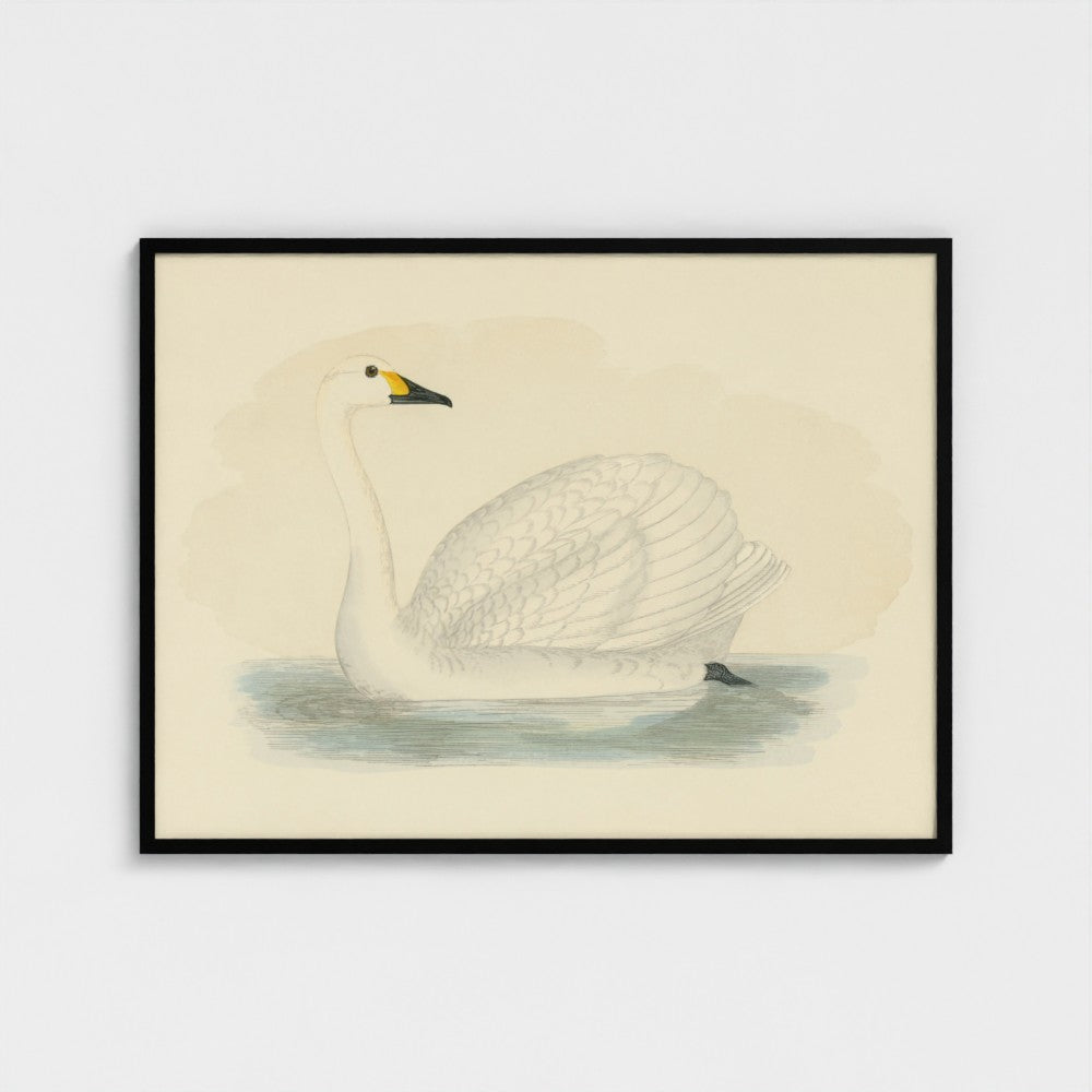 1870's Series Bewick's Swan