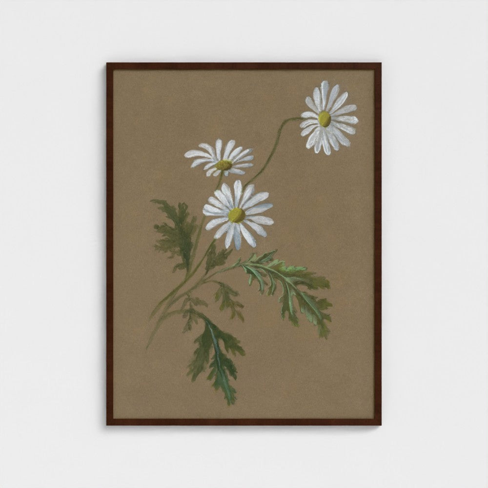 Daisy