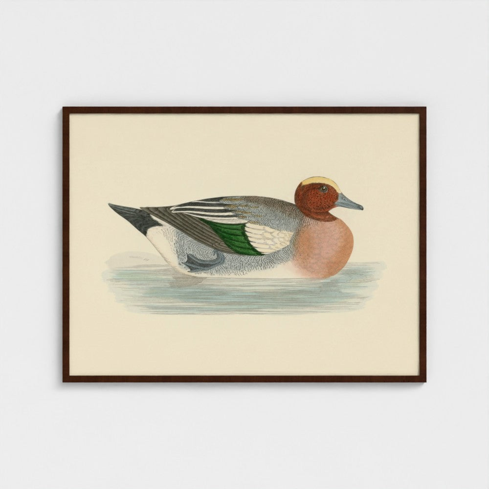 1870's Series Wigeon