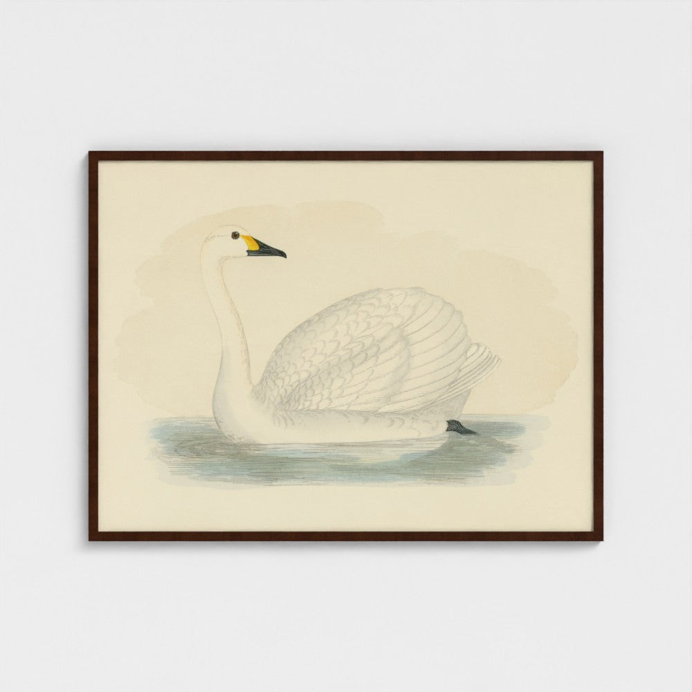 1870's Series Bewick's Swan