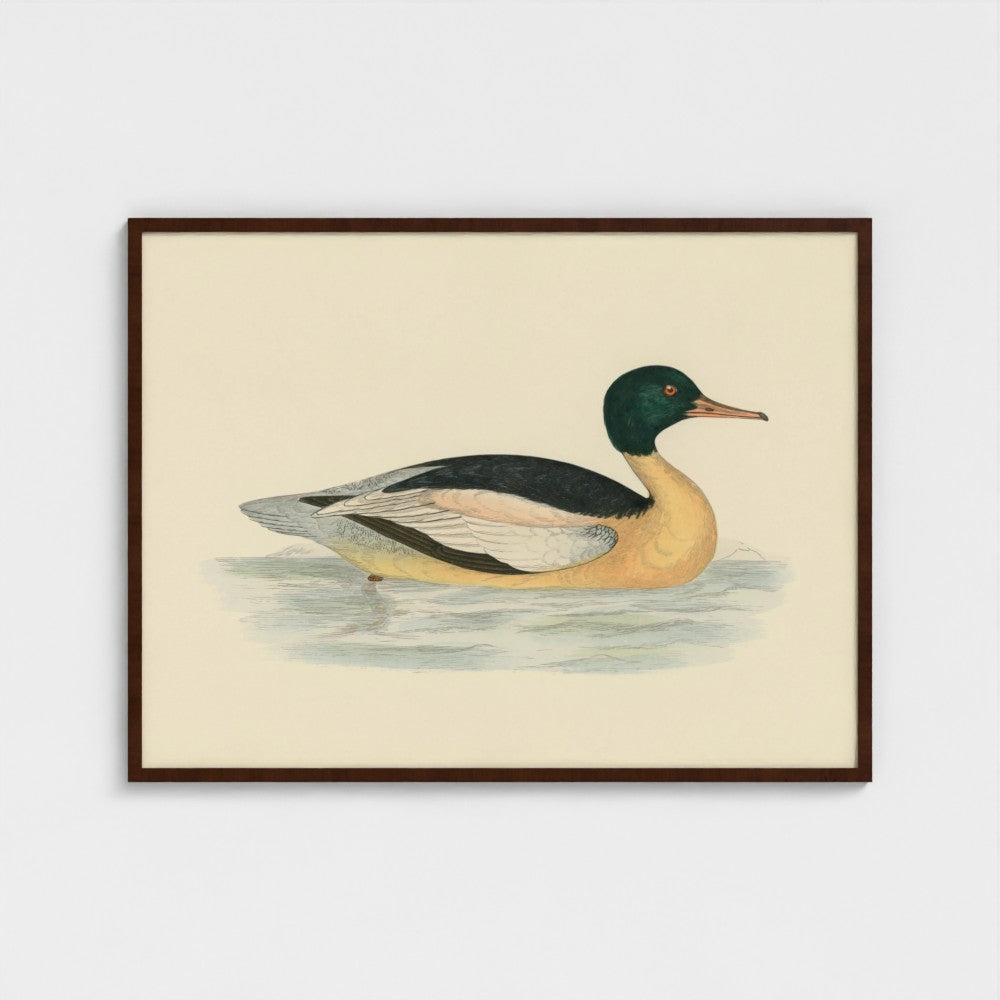 1870's Series Goosander Duck