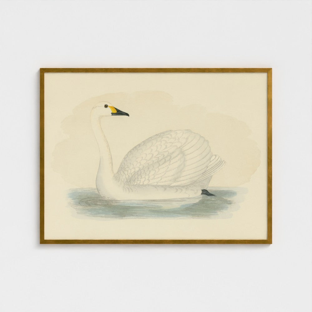 1870's Series Bewick's Swan