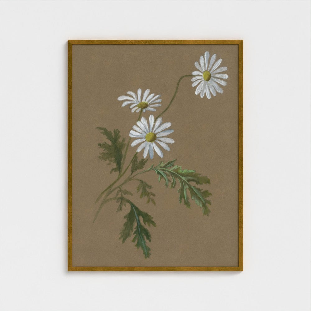 Daisy