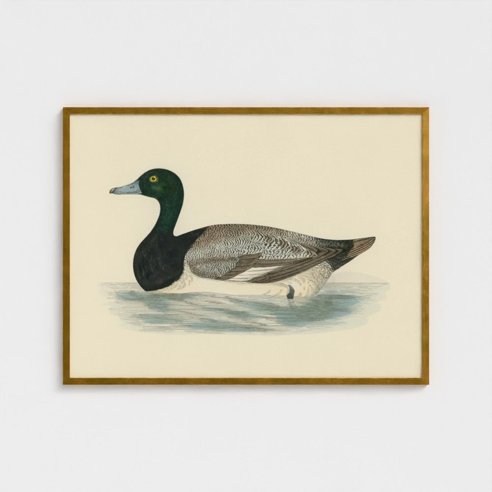 1870's Series Scaup Duck