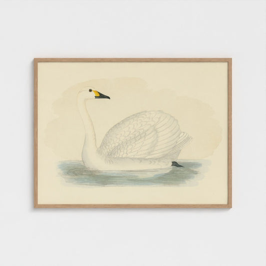 1870's Series Bewick's Swan