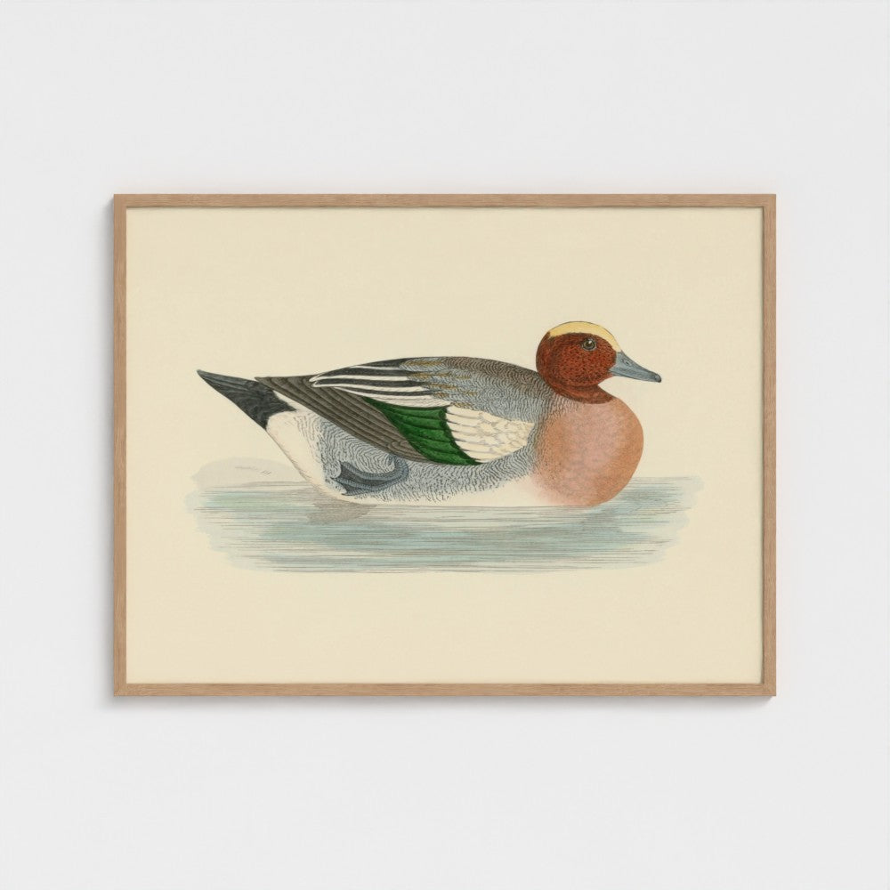 1870's Series Wigeon
