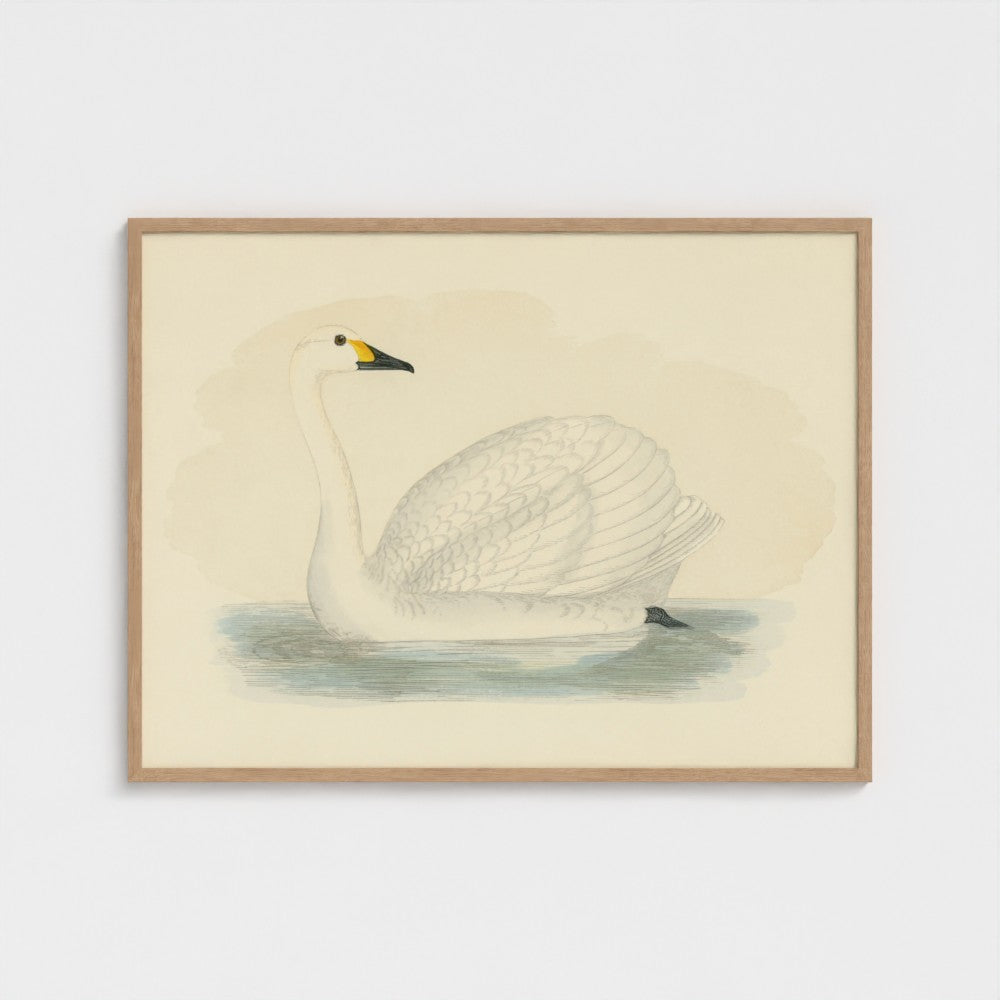 1870's Series Bewick's Swan