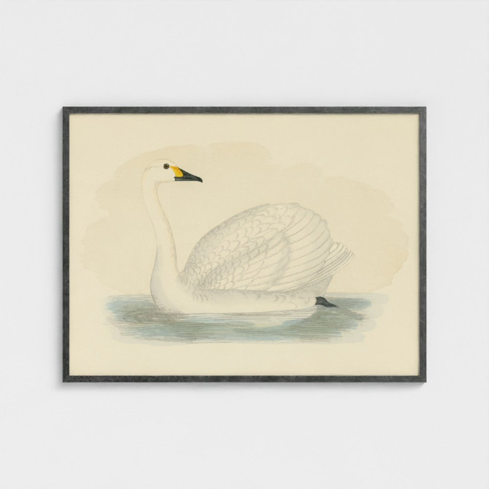 1870's Series Bewick's Swan