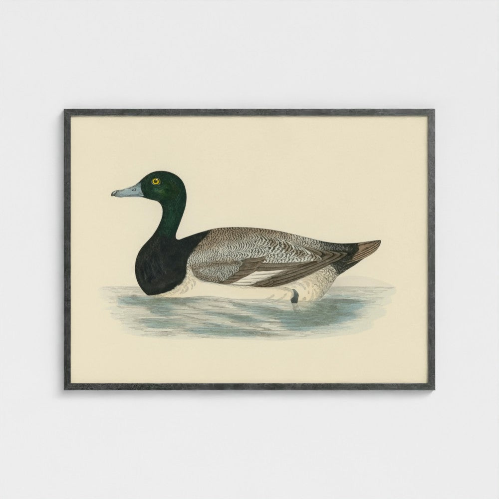 1870's Series Scaup Duck