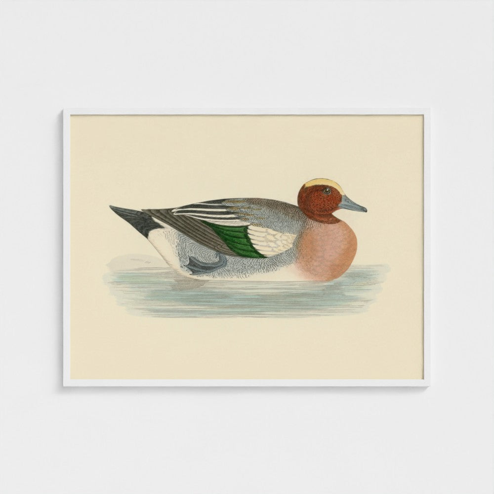 1870's Series Wigeon